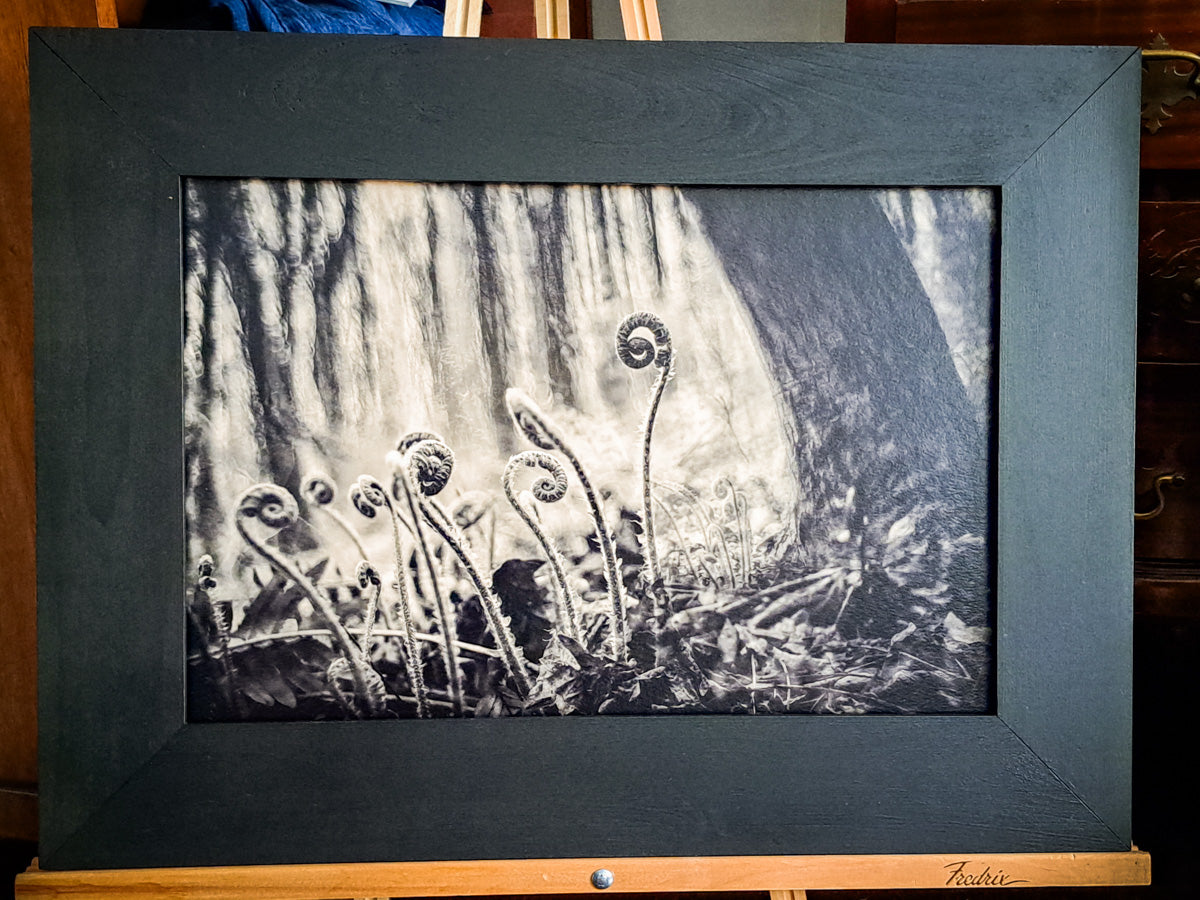 "Fiddleheads" - Christmas Ferns (Virginia)