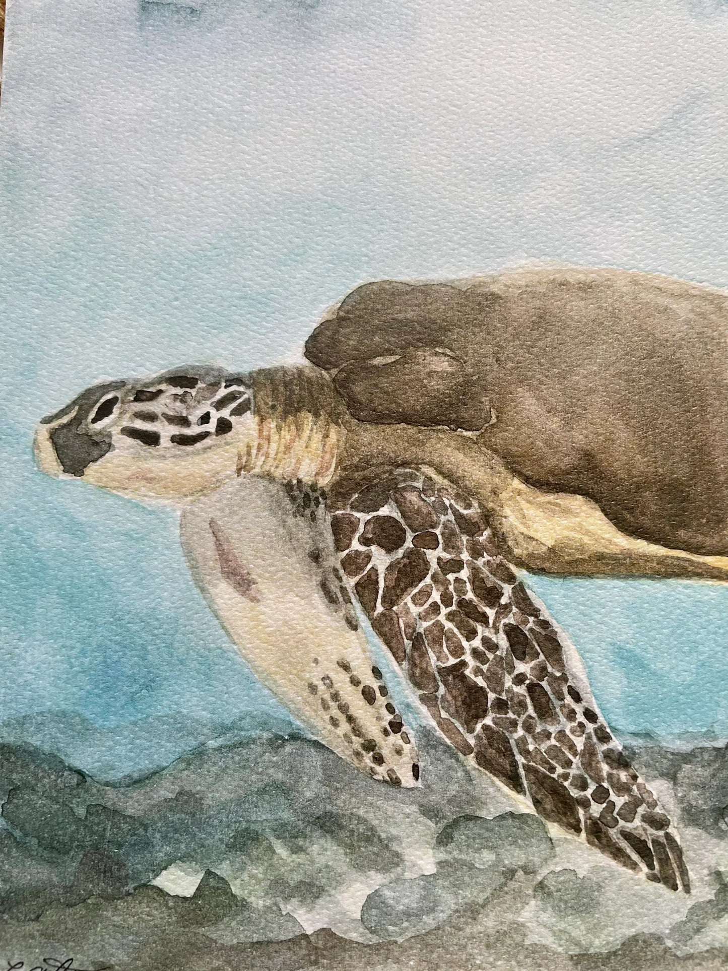 Sea Turtle (watercolor print)