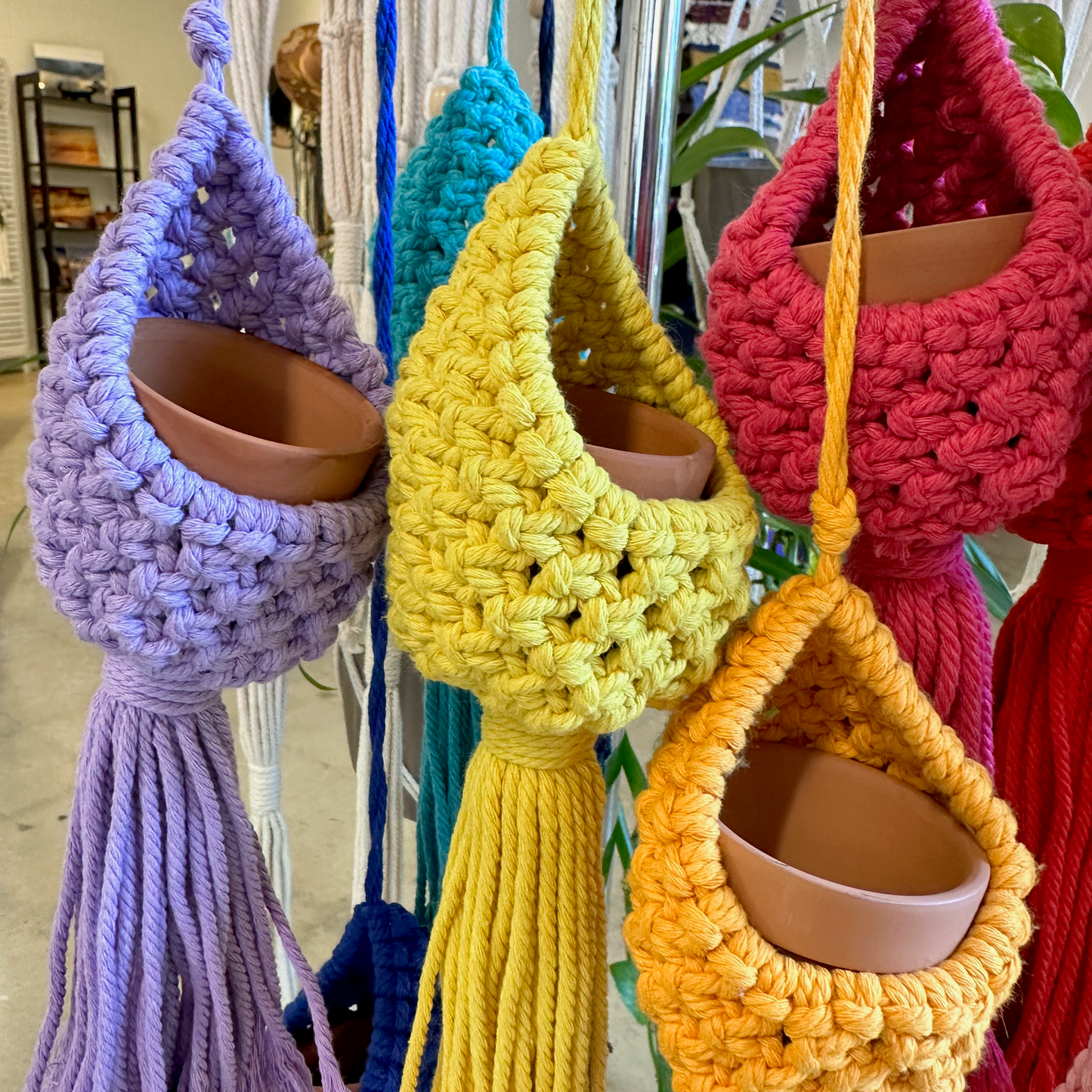 "Casket" - Hanging Cactus Basket (multiple colors!)