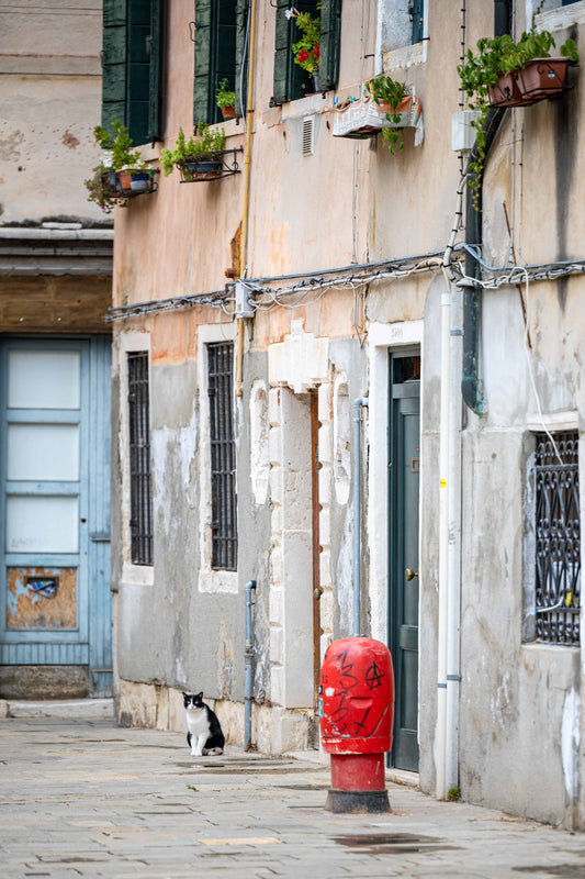 "A Cat in Venezia": 15x10 printed on Fuji Archive Pearl Paper