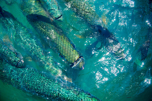 Fiesta Key Tarpons: 8x12 Mounted Print