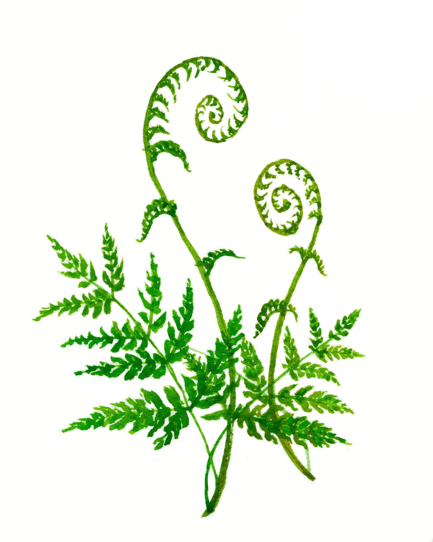 Fiddle-Head Fern