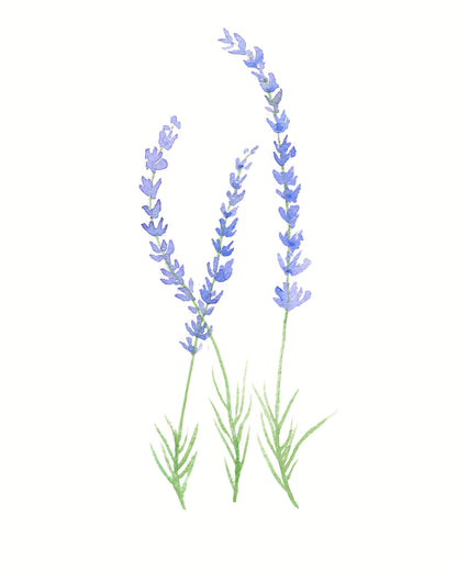 Lavender Botanical