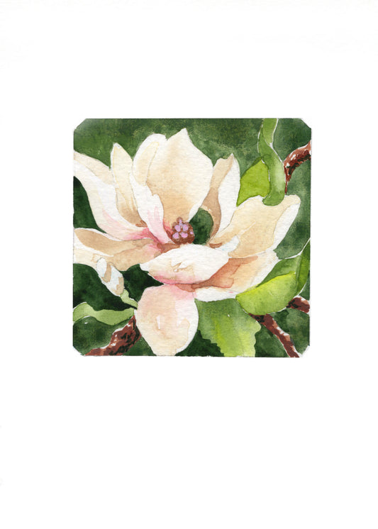 Magnolia I